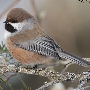 Mésange à tête brune