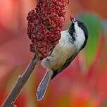 Mésange à tête noire