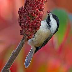 Mésange à tête noire