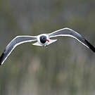 Mouette atricille