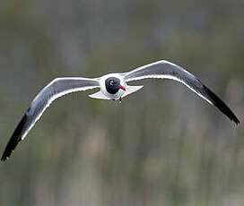 Mouette atricille