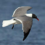 Mouette atricille