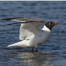 Mouette atricille