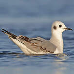 Mouette de Bonaparte