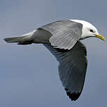 Mouette tridactyle