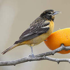 Oriole du Nord