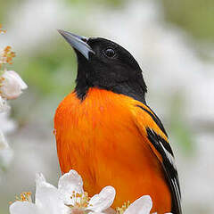 Oriole du Nord