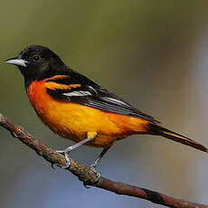 Oriole du Nord