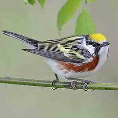 Paruline à flancs marron