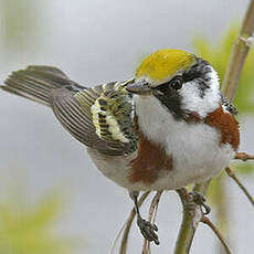 Paruline à flancs marron