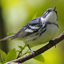 Paruline azurée