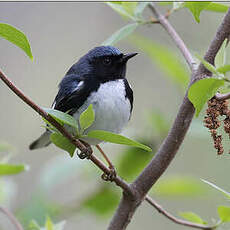 Paruline bleue