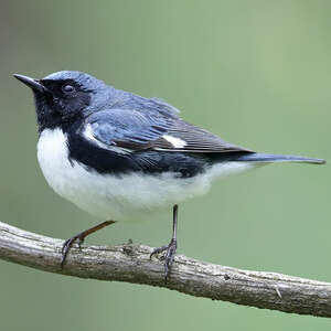 Paruline bleue