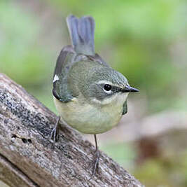 Paruline bleue