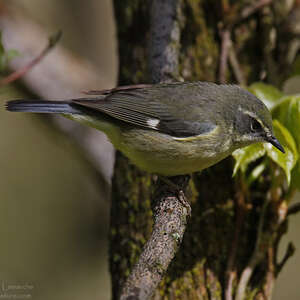 Paruline bleue