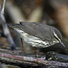 Paruline des ruisseaux