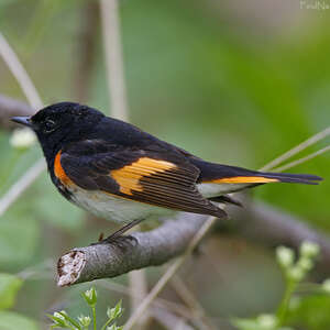 Paruline flamboyante