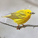 Paruline jaune