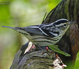 Paruline noir et blanc