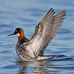 Phalarope à bec étroit