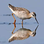 Phalarope de Wilson