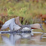 Plongeon catmarin