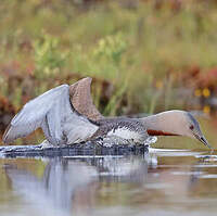 Plongeon catmarin