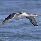 Plongeon catmarin