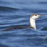 Plongeon catmarin