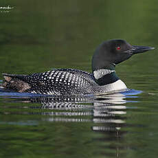 Plongeon imbrin