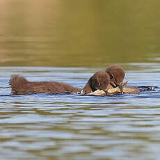 Plongeon imbrin