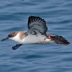 Puffin majeur