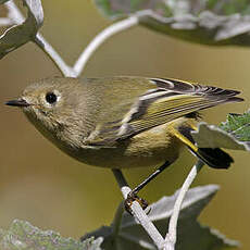 Roitelet à couronne rubis