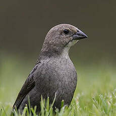 Vacher à tête brune