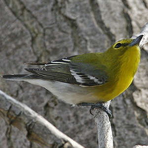 Viréo à gorge jaune