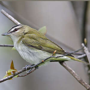 Viréo à Oeil Rouge Vireo Olivaceus