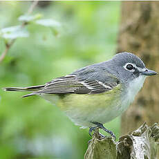 Viréo à tête bleue