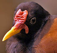 Wattled Jacana