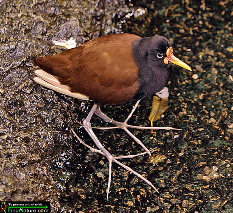 Wattled Jacana