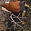 Jacana noir