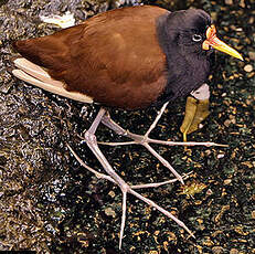 Jacana noir