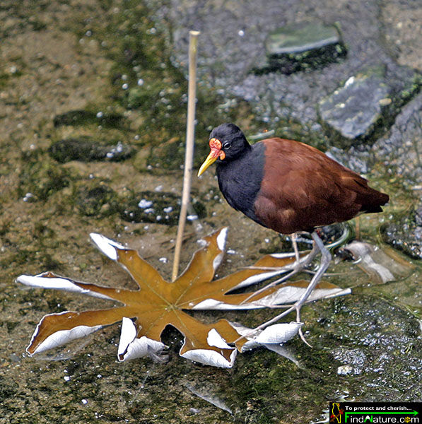 Wattled Jacana