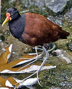 Wattled Jacana