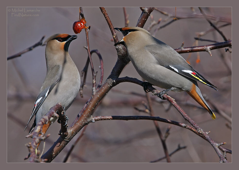 Bohemian Waxwing