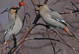 Bohemian Waxwing