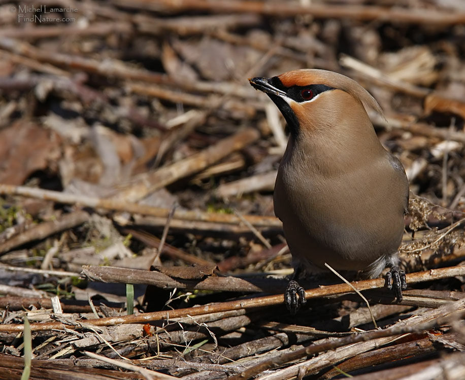 Bohemian Waxwing