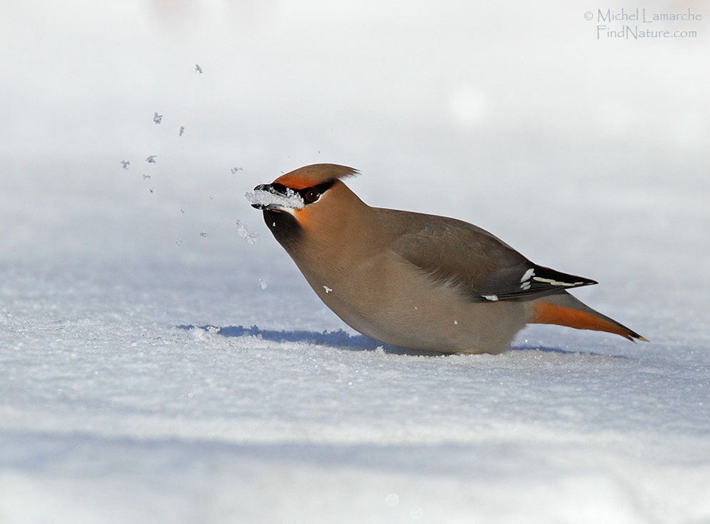 Bohemian Waxwingadult