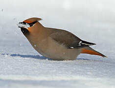 Bohemian Waxwing