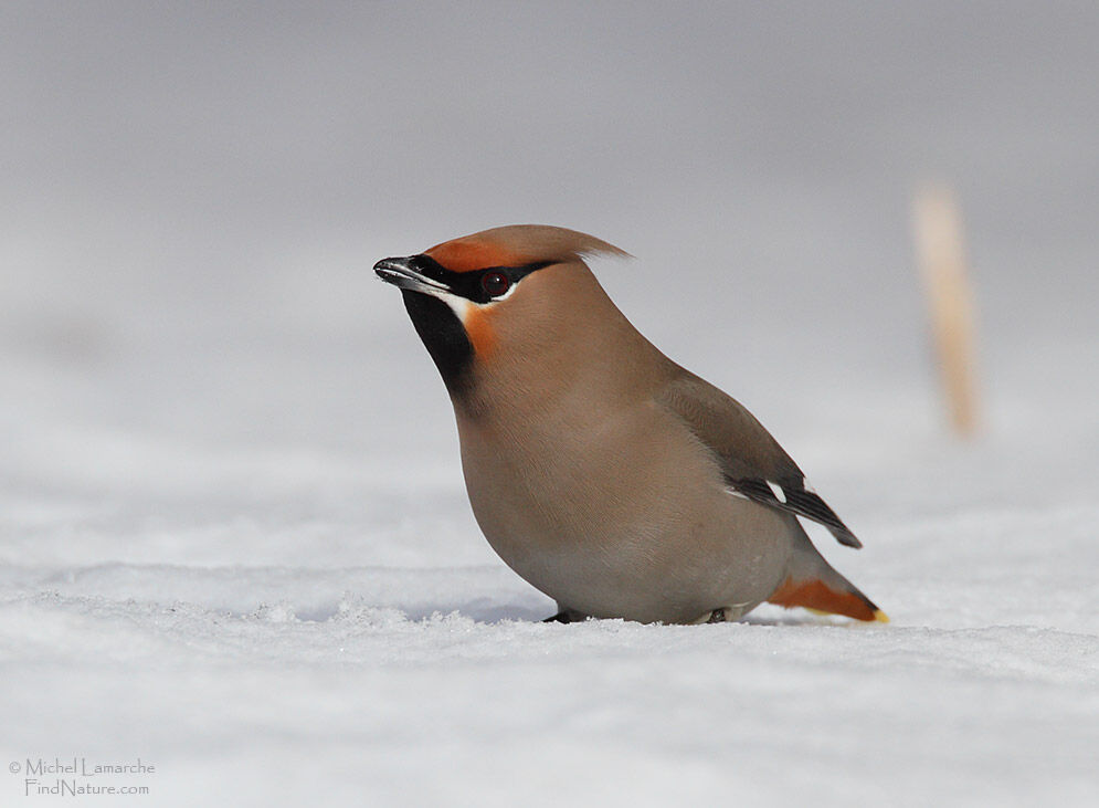 Bohemian Waxwing