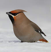 Bohemian Waxwing